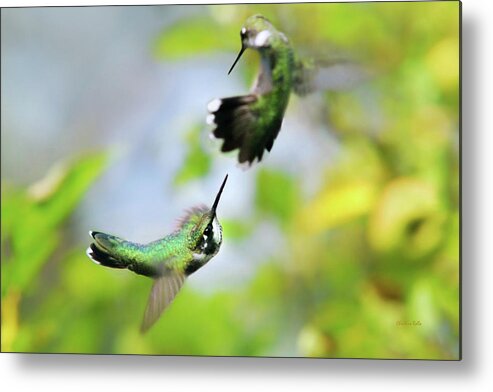 Hummingbirds Metal Print featuring the photograph Hummingbirds Ensuing Battle by Christina Rollo