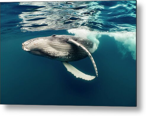 Animals Metal Print featuring the photograph Humpback Whale Calf Near Surface by Tui De Roy