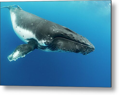 Animals Metal Print featuring the photograph Humpback Whale, Vavau, Tonga by Tui De Roy