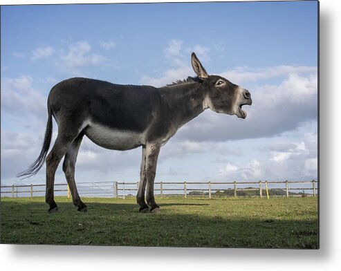 Animal Metal Print featuring the photograph Hungry!!!! by Gert Van Den Bosch