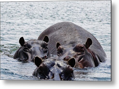 Hippo Aftrica Zambezi Zambia Metal Print featuring the photograph Hungry Hungry by Darcy Dietrich
