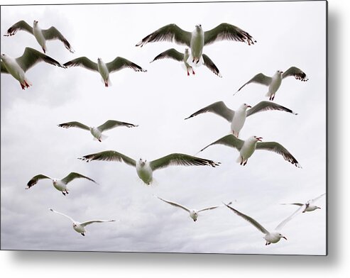 Gliding Metal Print featuring the photograph Hungry Seagulls Xxxl by 4fr