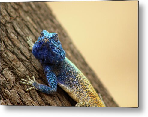  Metal Print featuring the photograph I am turning Blue ... by Eric Pengelly