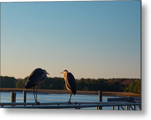Birds Metal Print featuring the photograph I Think He Tweets Too Much by Dennis Schmidt