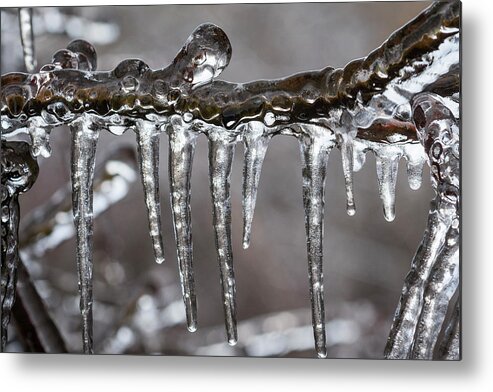 Branches Metal Print featuring the photograph Ice9 by Robert Potts