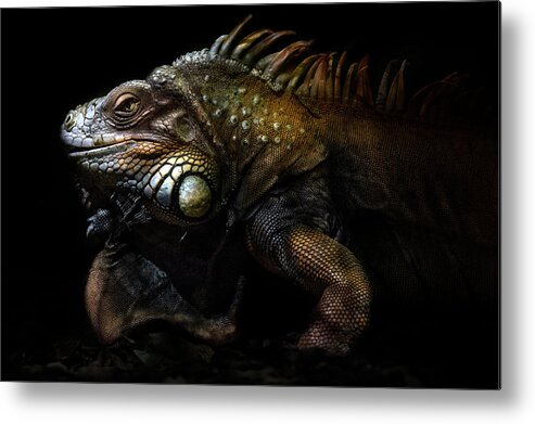 Animal Metal Print featuring the photograph Iguana Portrait: Lost In The Evolution by Santiago Pascual Buye