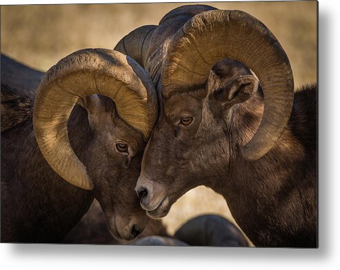 Bighorn Metal Print featuring the photograph I'm gonna lean up against you, you just lean right back against me. by Gary Kochel