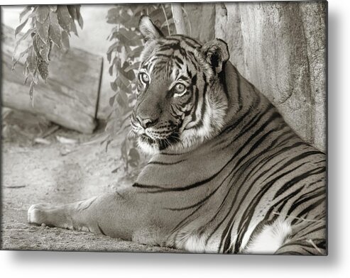 Tigers Metal Print featuring the photograph Im Relaxing by Elaine Malott
