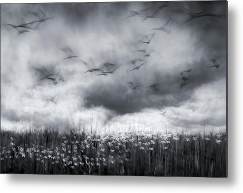 Crane Metal Print featuring the photograph Imminent Thunder by John Fan