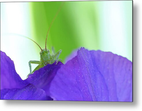 Nature Metal Print featuring the photograph In Pose At The Photographer... by Thierry Dufour