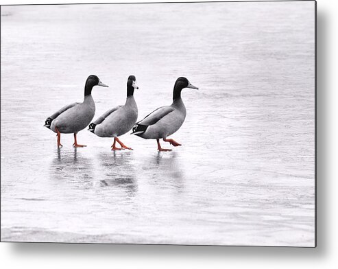 Duck Metal Print featuring the photograph In Steps by Jaroslav Buna