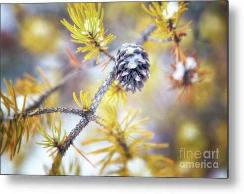 Pine Tree Metal Print featuring the photograph In the Pines by Becqi Sherman