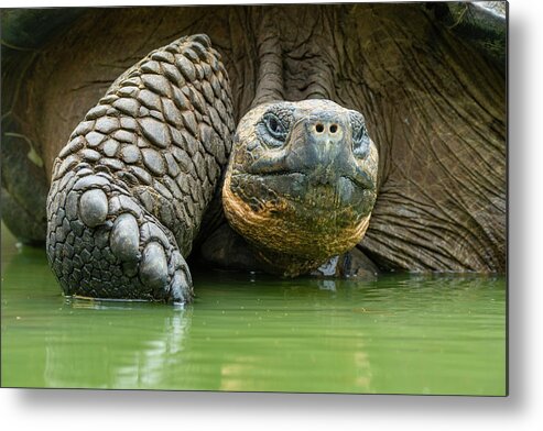 Animal Metal Print featuring the photograph Indefatigable Island Tortoise At Wallow by Tui De Roy