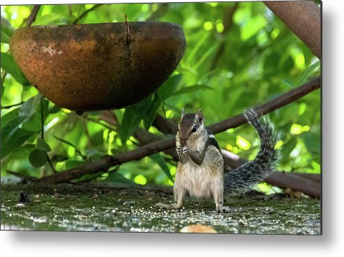 Squirrel Metal Print featuring the photograph Indian Palm Squirrel by Amy Sorvillo