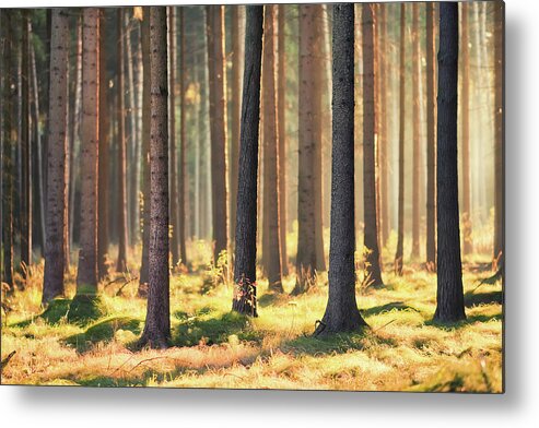 Tranquility Metal Print featuring the photograph Indian Summer In Woods by Matthias Haker Photography