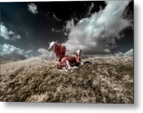 Caw Metal Print featuring the photograph Infrared Cows by Filippo Manini