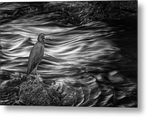Wildlife Metal Print featuring the photograph Inlet Heron 2 by Steve DaPonte