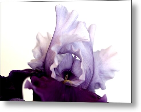 Flower Metal Print featuring the mixed media Iris All Lace #15dg by Sherry Hallemeier