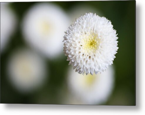 Bud Metal Print featuring the photograph Isolated White Flower Bud by Tim Green