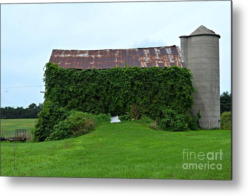 Barn Metal Print featuring the photograph Ivy Leaguer by Scott Ward