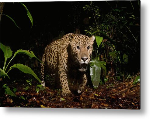 Sebastian Kennerknecht Metal Print featuring the photograph Jaguar Prowling Nightime Rainforest by Sebastian Kennerknecht