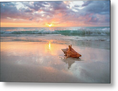 Nature Metal Print featuring the photograph Jamaica, Conch Shell On Beach by Tetra Images