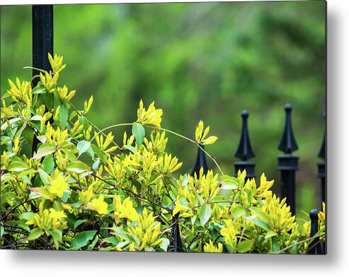 Yellow Metal Print featuring the photograph Jasmine by Mary Ann Artz