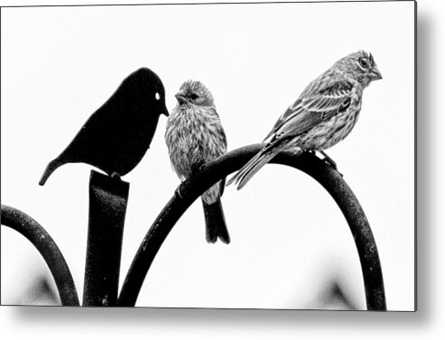 Birds Metal Print featuring the photograph Jealousy by Briana K