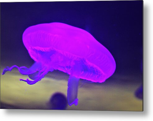 Jellyfish Metal Print featuring the photograph Jellyfish by Vadim Levin