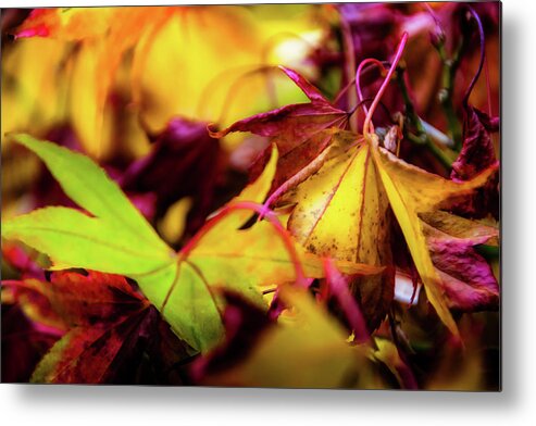 Tree Metal Print featuring the photograph Joy of Acers - 3 by Christopher Maxum