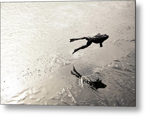 Animal Themes Metal Print featuring the photograph Jumping Frog by Rafal Klisowski