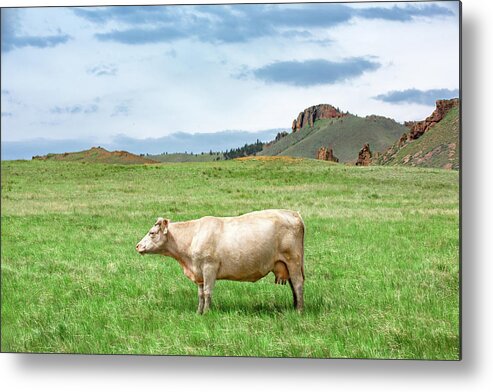 Cow Metal Print featuring the photograph Just a Cow by Todd Klassy