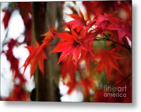 Botanical Metal Print featuring the photograph Just a Part of Me by Venetta Archer