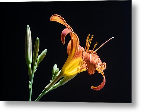 Floral Metal Print featuring the photograph Just Another Day by Maggie Terlecki