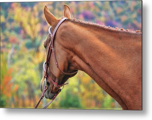 Arena Metal Print featuring the photograph Just Spoo by Dressage Design