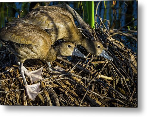 Snwr Metal Print featuring the photograph Juvenile by Ray Silva