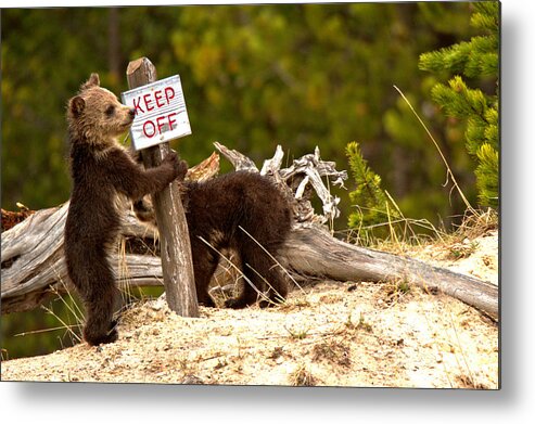 Grizzly Bear Metal Print featuring the photograph Keep Off The Thermal Features by Adam Jewell