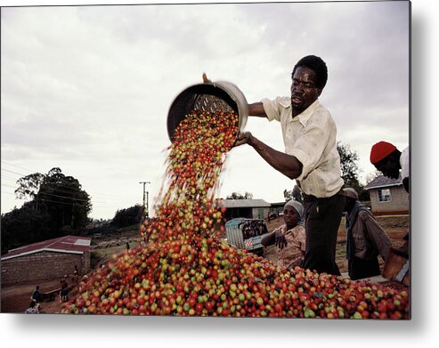 Young Men Metal Print featuring the photograph Kenya, Coffee Picker Pouring Coffee by Christopher Pillitz