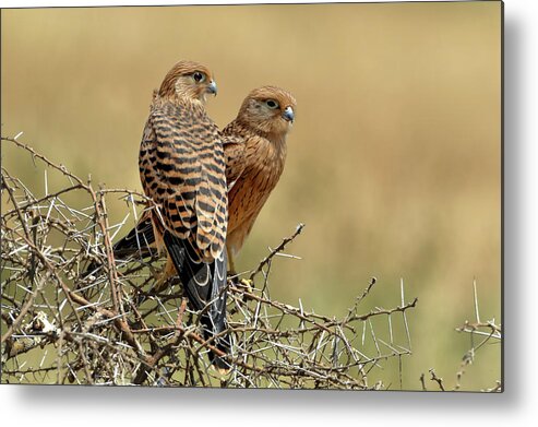 Kestrels Metal Print featuring the photograph Kestrels Couple by Nicols Merino