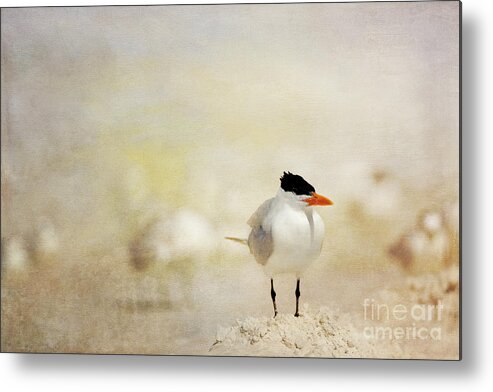 Royal Tern Metal Print featuring the photograph King of the Sand Pile by Beve Brown-Clark Photography