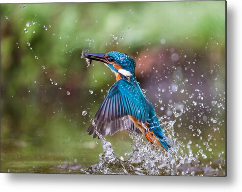 Kingfisher Metal Print featuring the photograph Kingfisher Whit Prey by Giorgio Disaro