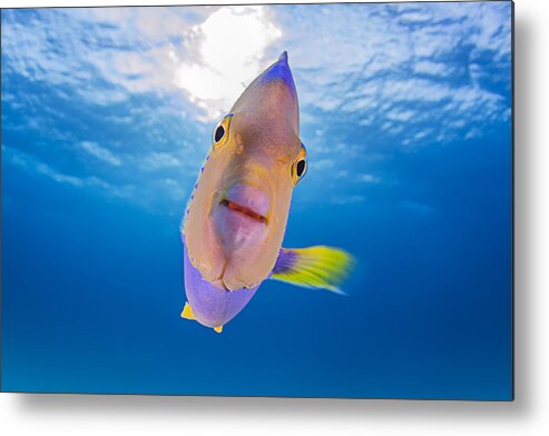 Underwater Metal Print featuring the photograph Kiss From An Angel by Ken Kiefer