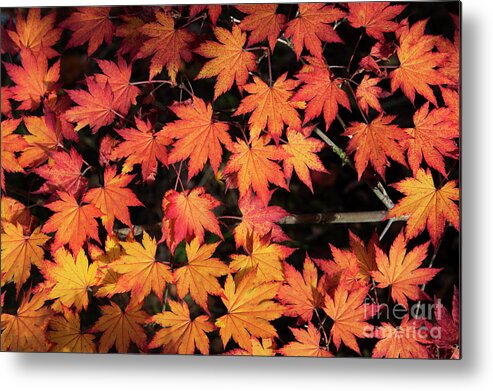 Acer Pseudosieboldianum Metal Print featuring the photograph Korean Maple Autumn Leaves by Tim Gainey