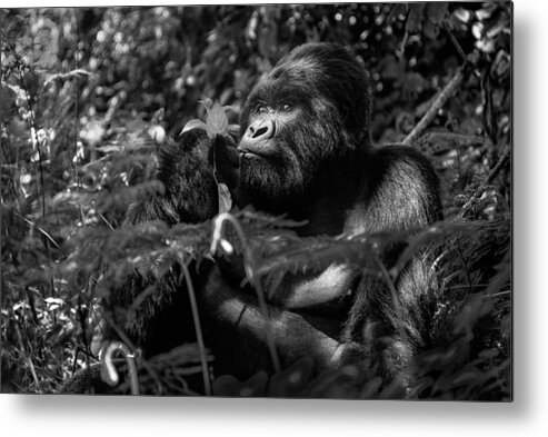 Mountain Metal Print featuring the photograph Kwitonda Silverback 2 by Karen Lunney