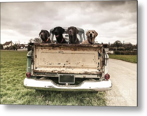 Gundogs Metal Print featuring the photograph Labradors In A Vintage Truck by Claire Norman