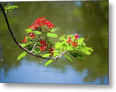 Tree Metal Print featuring the photograph Ladies of the Lake - Royal Poinciana Flowers by T Lynn Dodsworth