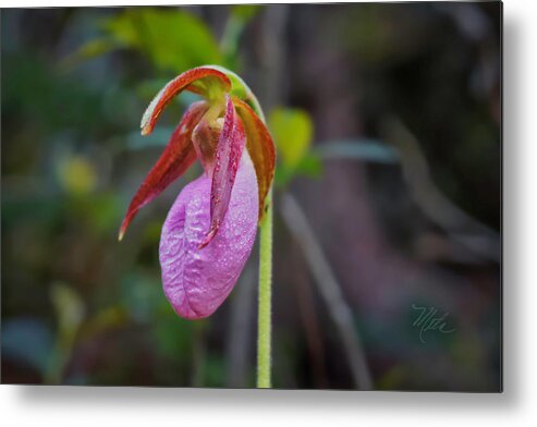 Macro Photography Metal Print featuring the photograph Lady Slipper Orchid by Meta Gatschenberger