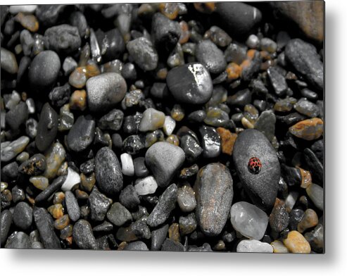 Stones Metal Print featuring the photograph Beach Bug by Kirsten O'Leary