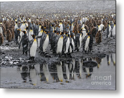 Salisbury Plain Metal Print featuring the photograph Reflection of King Penguins in Water on South Georgia Island by Tom Schwabel