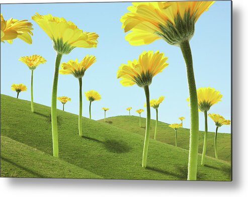 Scenics Metal Print featuring the photograph Large Flowers Gerber Daisies In Green by Paul Taylor
